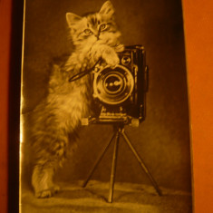 Ilustrata - Pisica si Aparat vechi de Fotografiat URSS 1956 tiraj mic 20 000 ex
