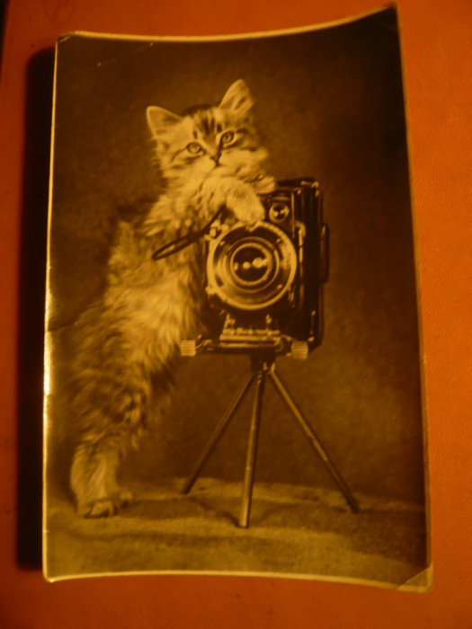 Ilustrata - Pisica si Aparat vechi de Fotografiat URSS 1956 tiraj mic 20 000 ex