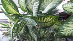 Vand planta Dieffenbachia ornamentala foto