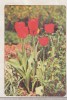 Bnk cld Calendar de buzunar 1982 - Loto Pronosport - flori