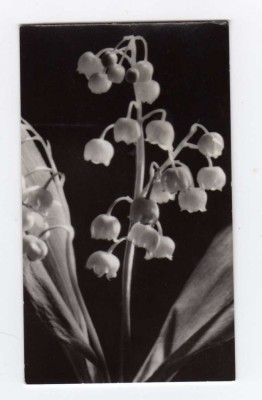 FELICITARE LILIPUT 1964 CRIN 10X6 foto