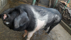 Porc 210kg crescut in gospodarie Hunedoara foto