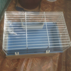 cusca hamster...porcusor de guineea... foto
