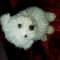 Bichon Maltese talie mica