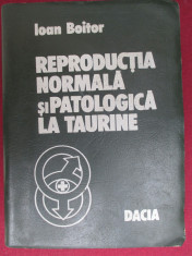 Reproductia normala si patologia la taurine foto