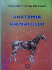 Anatomia Animalelor - Eusebiu-viorel Sindilar ,389213 foto