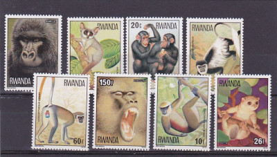 Fauna ,maimute, Rwanda. foto