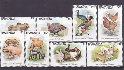 Fauna ,animale domestice ,Rwanda. foto