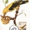 3984 - Romania 1993 - carte maxima