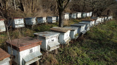 Vand Stupi 40 de familii albine cu tot cu lada - Stupina foto