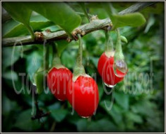 Arbusti GOJI BERRY - BIG AND SWEET - puieti 100cm - 140cm foto