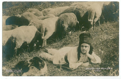 3362 - ETHNIC, Cioban, Sheperd, dog, sheeps - old postcard, real PHOTO - unused foto