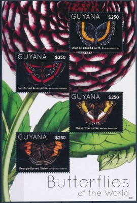 GUYANA 2012 FLUTURI foto