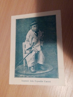 SUVENIR DE LA EXPOZITIA CANINA foto