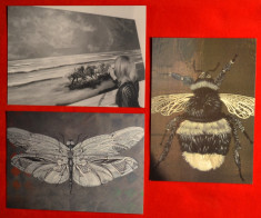 Carte postala(ilustrata)Lot 3 CP-Pictura,Arta de Alice Robinson-insecte,cai #146 foto