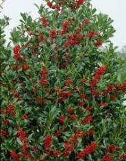 Ilex aquifolium Alaska ? ilex Alaska foto