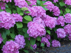 Hydrangea macrophylla Gerda Steiniger ? Hortensie foto