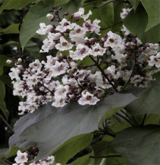 Catalpa bignoninoides Purpurea ? catalpa rosie foto