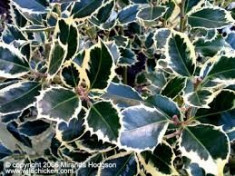 Ilex aquifolium? Silver Queen? - Laur foto