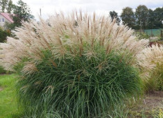 Miscanthus sin. Herman Mussel ? miscantus, iarba elefantului foto