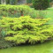 Juniperus pf Pfitzeriana Aurea - ienupar