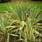 Yucca filamentosa Bright Edge ? iuca