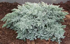 Juniperus squamata ?Blue Star? - ienupar Blue Star foto