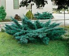 Juniperus pf Pfitzeriana Glauca - ienupar foto