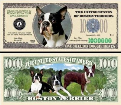 USA 1 Million Dollars UNC Caine Boston Terrier foto