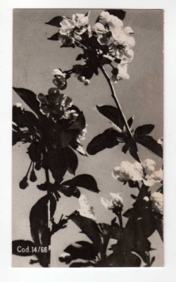 FELICITARE LILIPUT DIMENSIUNE MICA 10X6 FLORI COD 14/1966 foto
