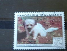 MALAGASY 1974 ? CAINE RASA BICHON, timbru stampilat V81 foto