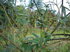 Seminte fasole Pigeon peas foto