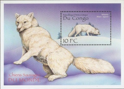 DR CONGO 2000 CAINI foto