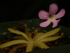 Planta Carnivora-Pinguicula Moctezumae x Gracilis foto