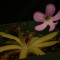 Planta Carnivora-Pinguicula Moctezumae x Gracilis