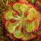 Planta Carnivora-Drosera Burkeana