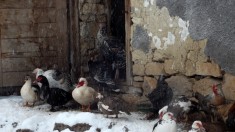 vand rate lesesti(mute) foto