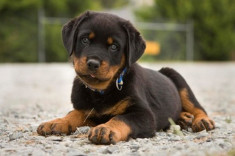 vand pui rottweiler foto