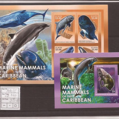 St. Kitts - Caribbean Marine Mammals