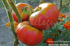 Seminte tomate mari - ROZOVA MAGHIA - 30 seminte/plic foto