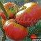 Seminte tomate mari - ROZOVA MAGHIA - 30 seminte/plic