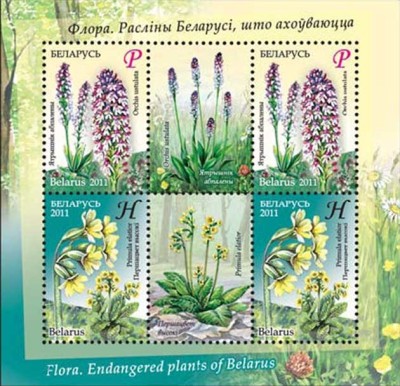 BELARUS 2011 FLORI foto