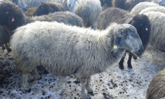 Vand oi karakul foto