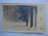 Carte postala circulata in anul 1930 - iarna padure langa Innsbruck Austria, Fotografie