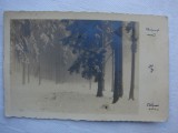 Carte postala circulata in anul 1930 - iarna padure langa Innsbruck Austria, Fotografie