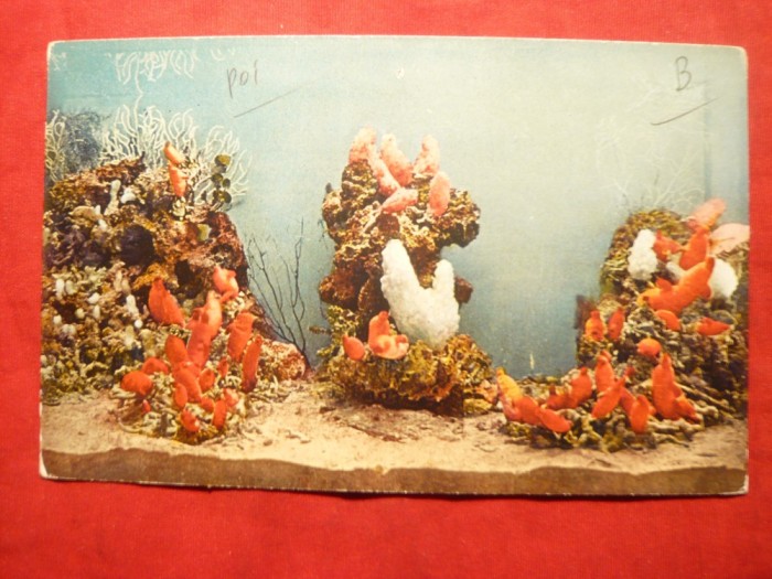 Ilustrata interbelica - Acvariul din Monaco