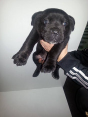 VAND PUI CANE CORSO - 200 euro foto