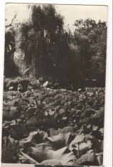 CPI (B6311) CARTE POSTALA - ORADEA. BAILE FELIX - LACUL CU NUFERI