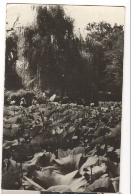 CPI (B6311) CARTE POSTALA - ORADEA. BAILE FELIX - LACUL CU NUFERI foto