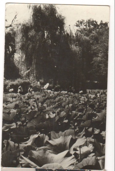 CPI (B6311) CARTE POSTALA - ORADEA. BAILE FELIX - LACUL CU NUFERI